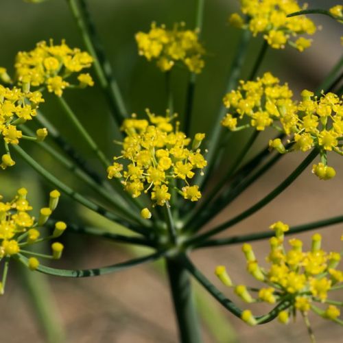 Fennel Sweet oil - Certified Organic  4